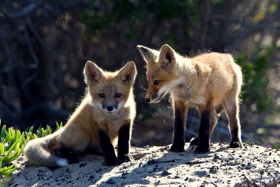 Villa Gesell: Realizarán una charla virtual sobre fauna silvestre