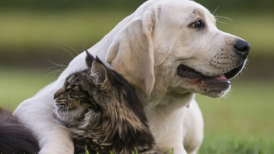 9 de Julio: El Municipio continúa con las castraciones de perros y gatos