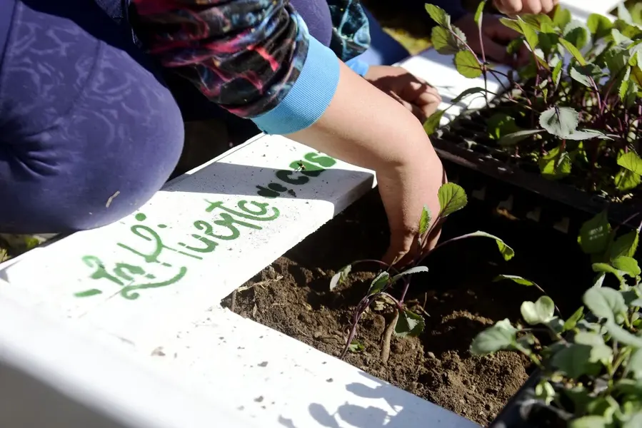 La Plata: El programa “Huerta de casa” llegó a la localidad de Hernández