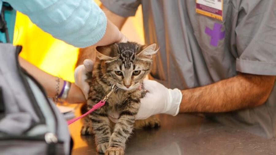 Lobería: El móvil veterinario estará esta semana en Plaza Mitre