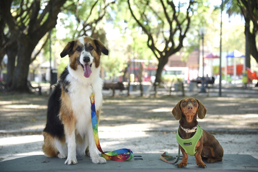 La Plata: Continúan las jornadas de vacunación veterinaria y refuerzan los operativos para prevenir la gripe aviar