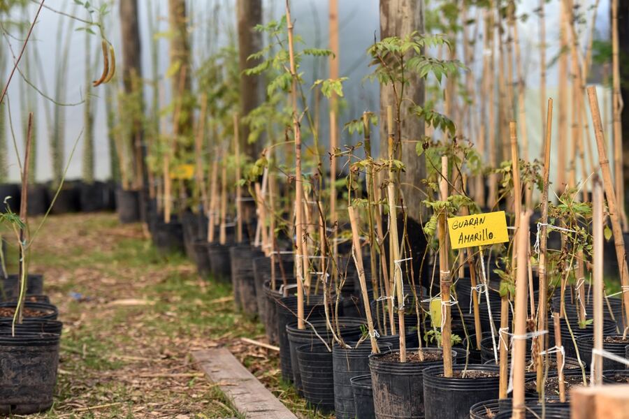 La Plata: Por el Día de la Tierra, se entregarán árboles nativos en el Parque Ecológico