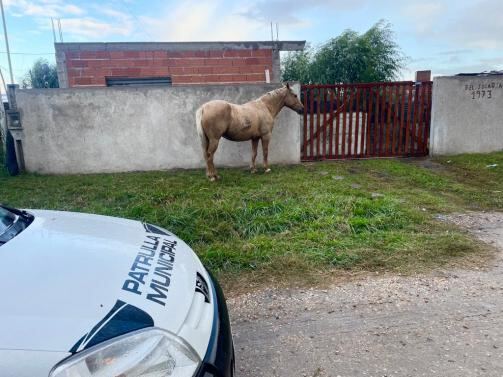 Mar del Plata: Continúan los operativos para evitar la presencia de caballos sueltos en la vía pública