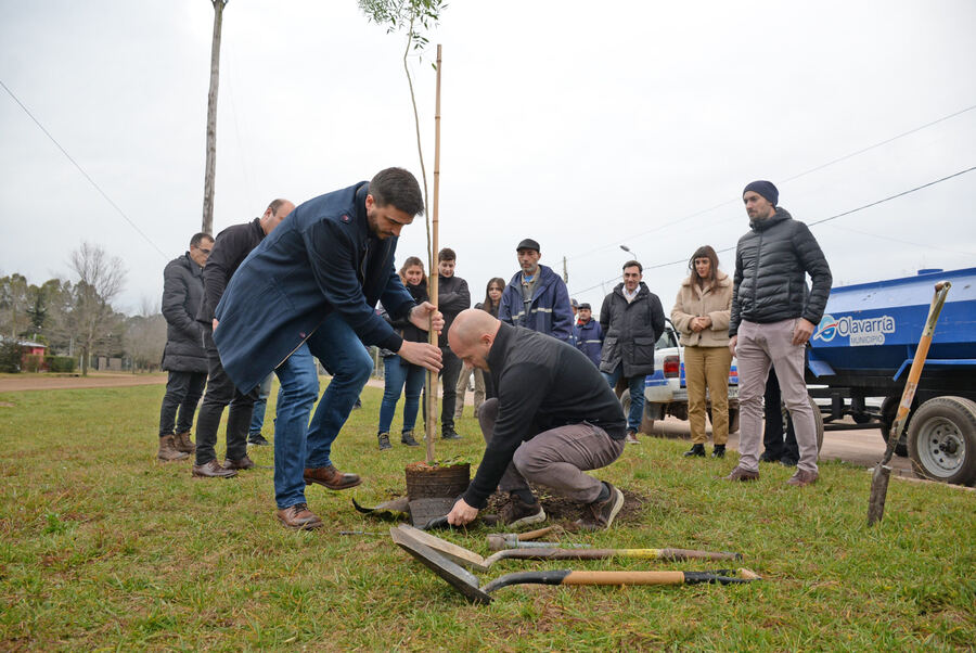 Olavarría: Plantan arboles en espacios verdes del barrio Pickelado