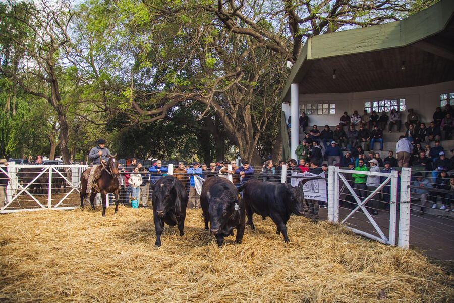 Lincoln: La ciudad se prepara para la 50° edición de la Expo Rural