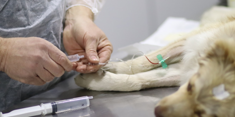 La Costa: Las castraciones gratuitas de gatos y perros llegan a Mar del Tuyú y Costa del Este