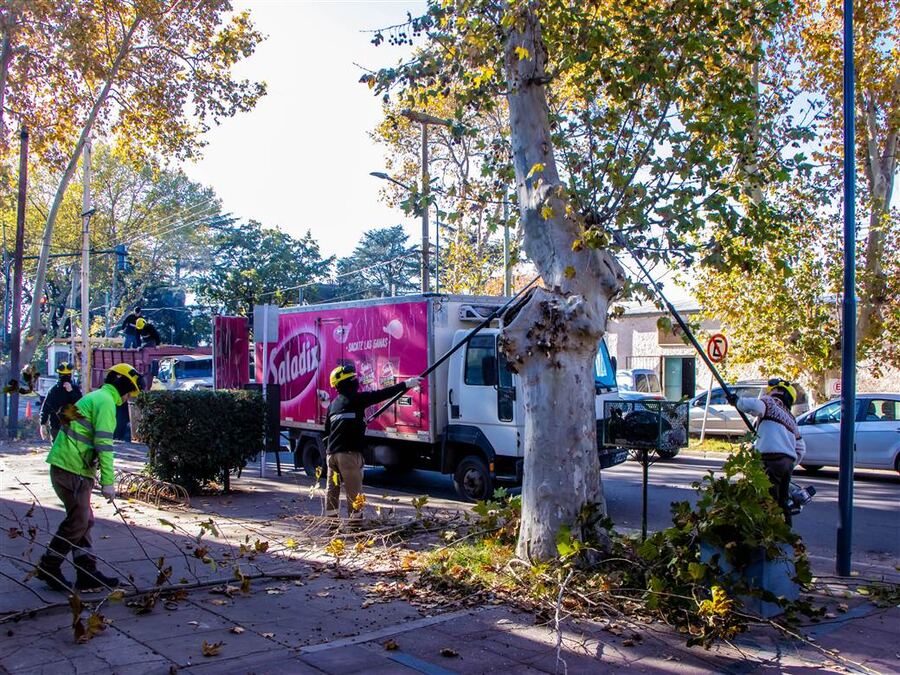 Junín: La Municipalidad inició el plan integral de poda anual en la ciudad