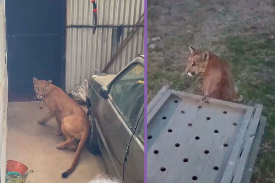 Necochea: Liberan con éxito al puma encontrado en una vivienda de Juan N. Fernández
