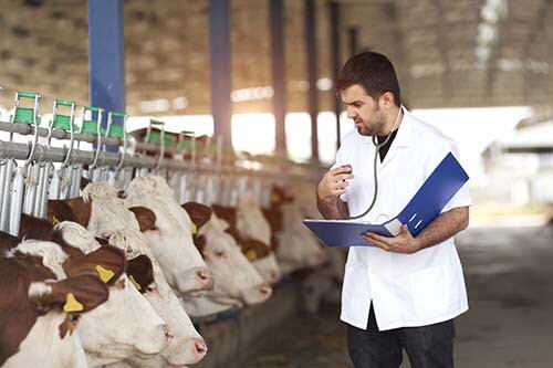Tandil: La ciudad será sede de las primeras "Jornadas de Actualización en Sanidad Bovina"