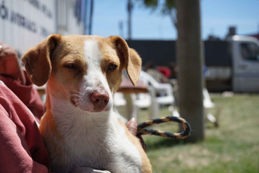Necochea: Llega una nueva jornada de castración masiva en Obras Sanitarias