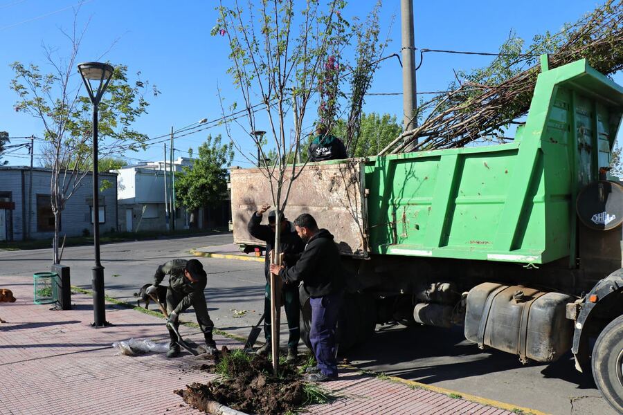 Ensenada: Plantaron nuevos arboles en la Plaza Masantonio