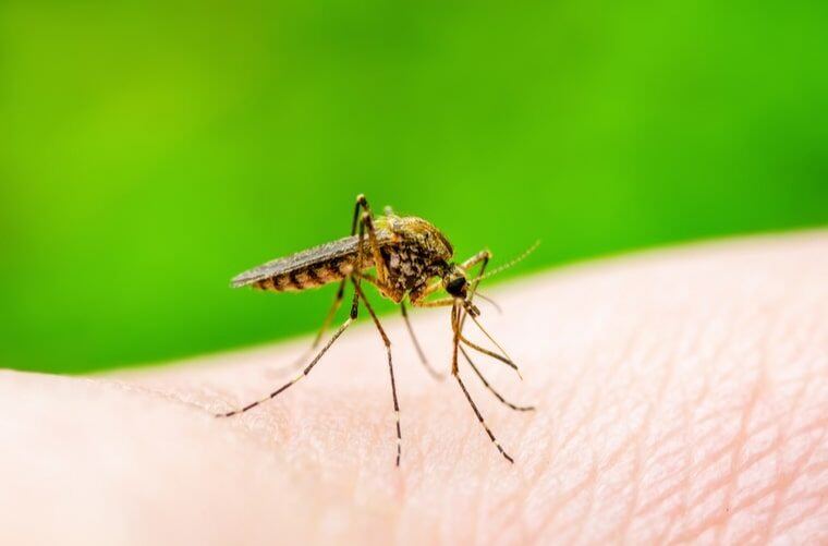 Confirman el primer caso autoctono de dengue en la Provincia