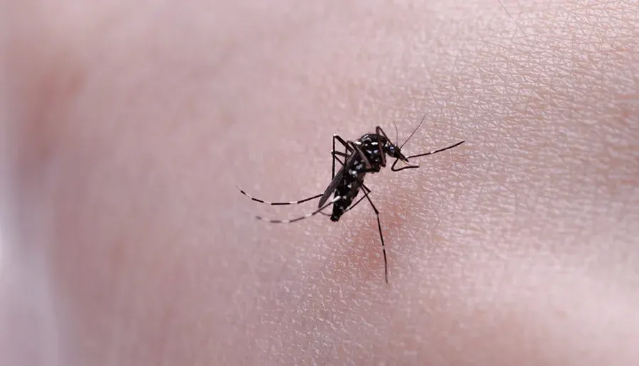 La Provincia amplía la vacunación contra el dengue