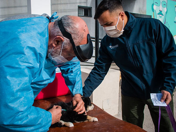 Berisso: La Comuna desarrollará nuevas jornadas veterinarias gratuitas