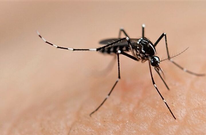 Se registraron 3 casos autóctonos de dengue en la Provincia