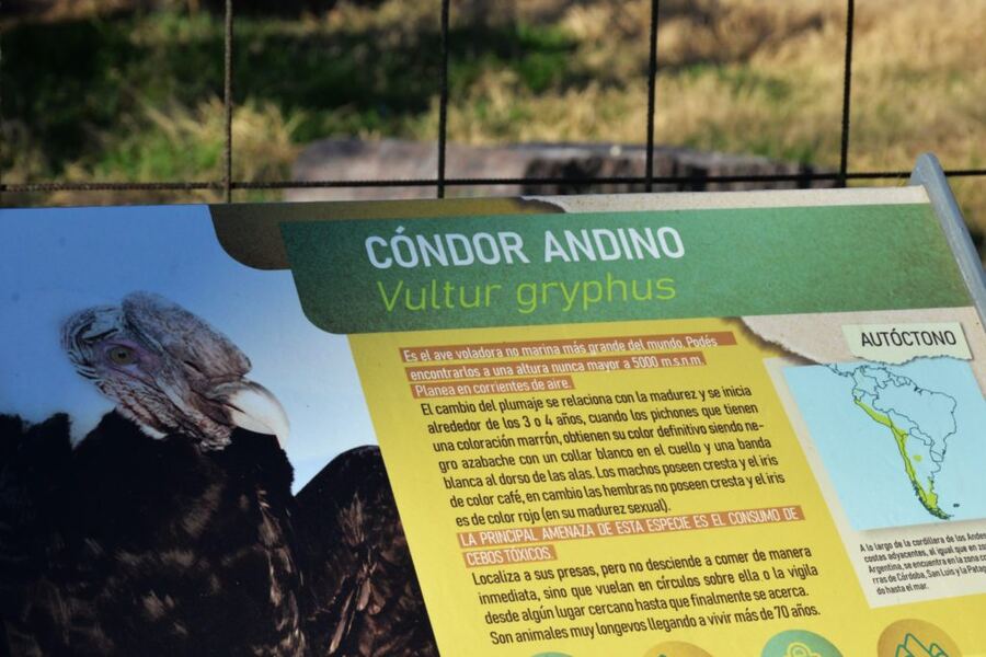 Olavarría: Nuevo nacimiento de cóndor andino en el Bioparque
