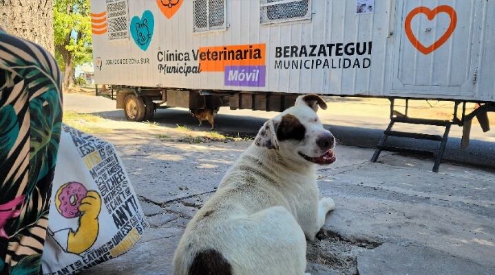 Berazategui: Llegan nuevas jornadas veterinarias municipales de salud animal