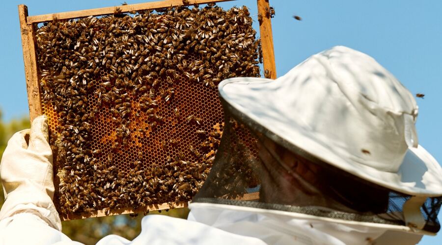 Tandil: Realizarán una jornada apícola para productores