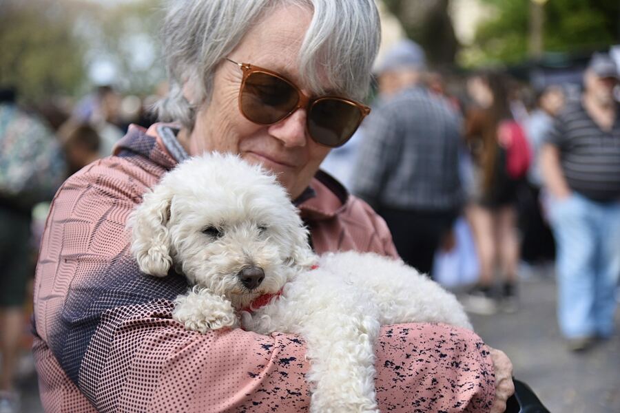 La Plata: Llegan nuevas jornadas gratuitas de vacunación para perros y gatos a City Bell