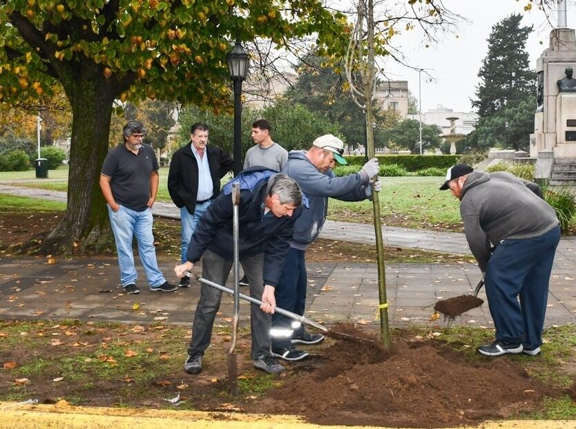 Bragado: Comenzó el recambio de ejemplares de tilo en la Plaza 25 de Mayo