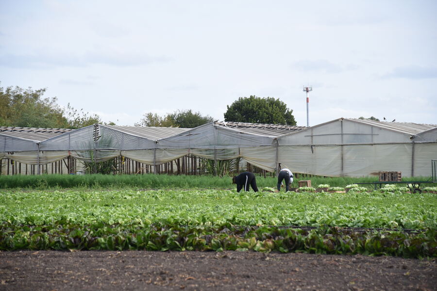 La Plata: Relevarán a productores del cordón florihortícola para fortalecer el desarrollo local