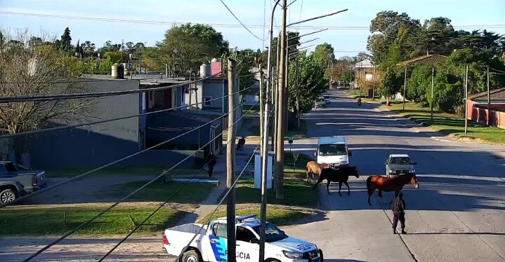 Necochea: El Municipio intensifica el control sobre animales sueltos en la vía pública