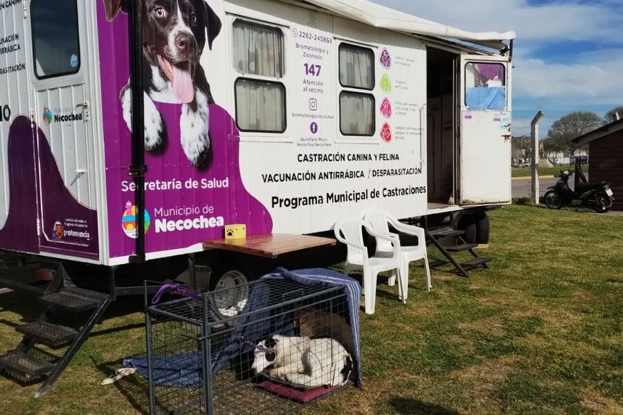 Necochea: La Comuna brinda una nueva jornada gratuita de castración masiva de mascotas