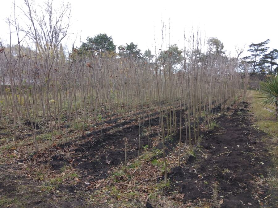 Necochea: Este invierno, el Vivero Municipal entregó más de 900 árboles a vecinos