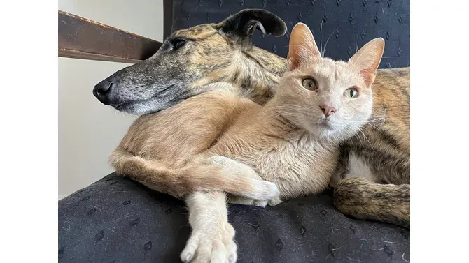 Mar del Plata: El Quirófano Veterinario Móvil continúa recorriendo la ciudad