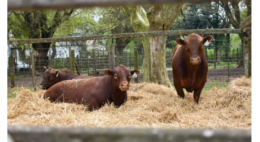 Madariaga: Fin de semana de Expo Rural