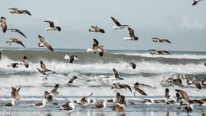 Mar del Plata: Últimos días para participar del concurso fotográfico “Mar del Plata Viva”
